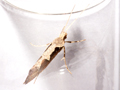 Rhigognostis incarnatella